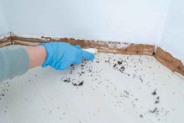 Reliable Hilton, NY Pest Control Solutions